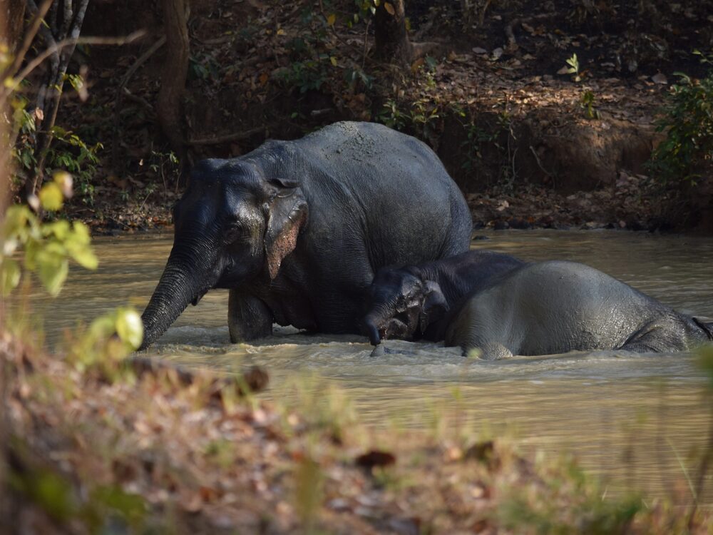 Kuldiha Wildlife Sanctuary, near Balasore, Odisha